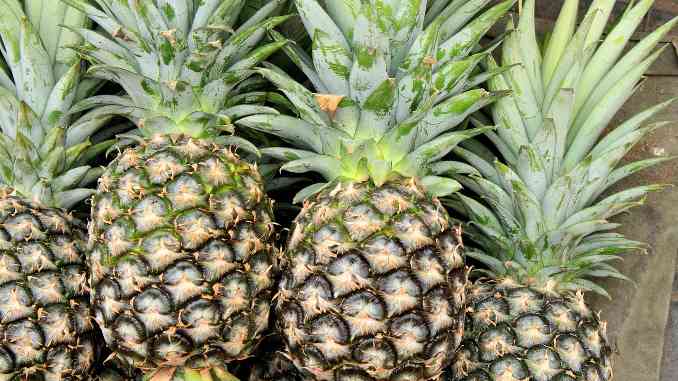 Quatre ananas entiers en gros plan