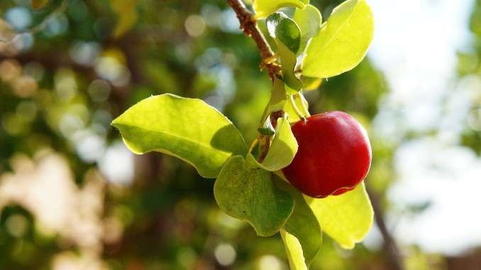 Acérola : fruit de la plante en gros plan sur sa branche. Fruit rouge ressemblant à une cerise. Il s'agit du fruit le plus riche en vitamine C.