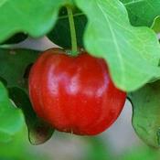 Fruit rouge qui ressemble à une cerise, suspendu à une branche feuillue. L'acérola est riche en vitamine C.