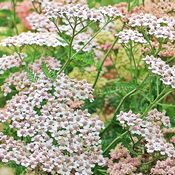 Fleurs d'achillée millefeuille blanches et roses (bénéfiques contre la fièvre)