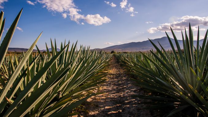 Champ d'agaves avec vue sur les montagnes. Les plantes d'agave forment une rosette de feuilles épaisses aux bords épineux avec une pointe acérée.