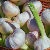 Des ails blancs et légèrement verts sont entassés dans un panier en osier