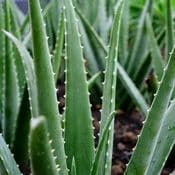 Feuilles d'aloe vera vertes à l'extérieur