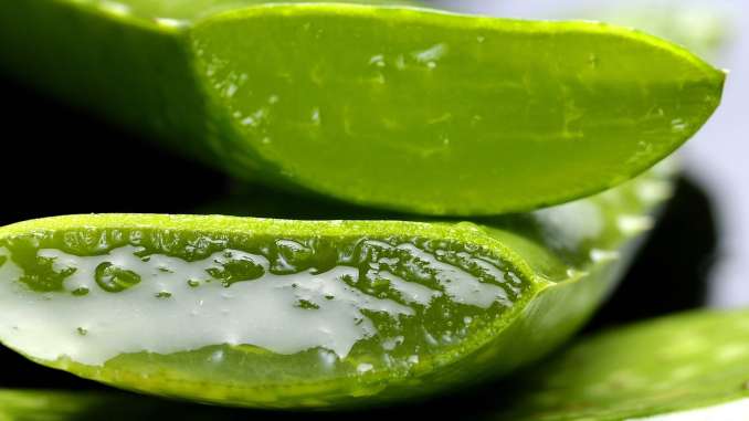 Aloe Vera en gros plan : feuille coupée, on aperçoit le gel de l'aloe vera.