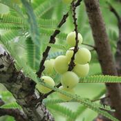Fruits d'amla dans un arbre aux feuilles vertes