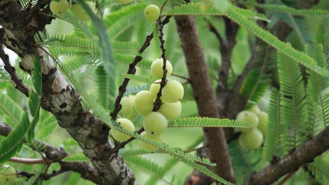 Fruits d'amla dans un arbre Phyllanthus emblica L