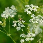 Plusieurs fleurs blanches d'anis vert. Le fond de l'image est vert et flou.