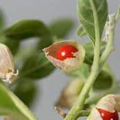 Plante ashwagandha en extérieur avec feuilles vertes et baies jaunes en gros plan.