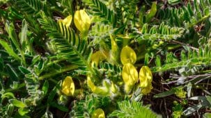 Plante d'astragale (astragalus membracaneus) avec des fleurs jaunes