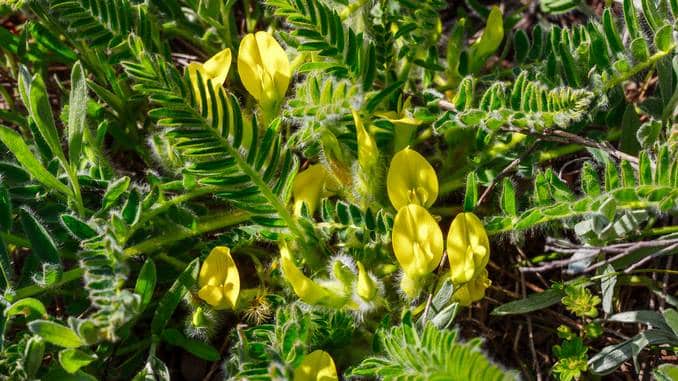 Plante d'astragale (astragalus membracaneus) avec des fleurs jaunes