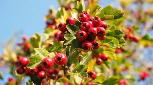 Baies rouges d'aubépine sur une branche. On aperçoit le ciel bleu à travers le feuillage vert