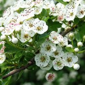 Fleurs blanches d'aubépine sur une branche d'arbre aux feuilles vertes