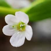 Bacopa : fleur blanche en gros plan