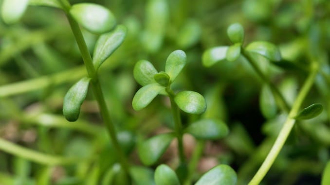 Bacopa monnieri, plante grasse verte