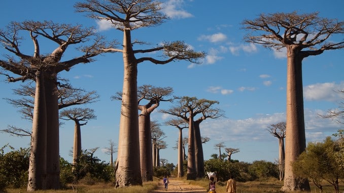 De très grands arbres baobabs dans la steppe africaine