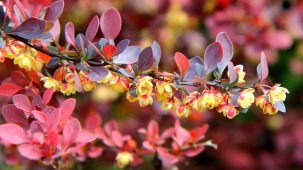 Branche de berbérine, les feuilles sont rouges. Les fleurs sont jaunes et rouges.