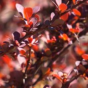 Berbérine : branches de Berberis, les feuilles de l'épine vinette sont petites et rouges