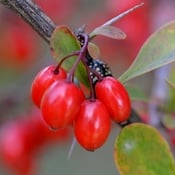 Branches de Berberis aristata (riches en berbérine). La branche porte des baies rouges et des petites feuilles vertes.