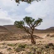 Arbre de boswellia serrata poussant dans des sols sableux et rocailleux