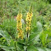 Les fleurs de bouillon blanc sont jaunes et poussent sur une colline verdoyante.