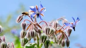 Fleurs de bourrache bleues en gros plan. On aperçoit un ciel bleu derrière.