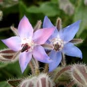 Fleurs de bourrache bleues et roses en gros plan.