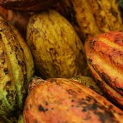 Cabosses de cacao de couleur jaune et orangée