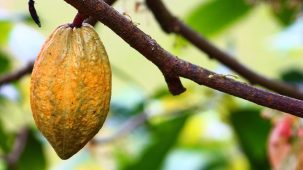 Fruit de cacao (cabosse) qui pousse dans un cacaoyer. La cabosse est de couleur jaune.