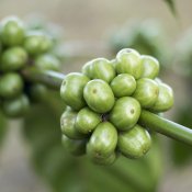 Une branche qui comporte des grains de café vert.