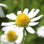 Somnifères naturels : gros plan sur une fleur de camomille allemande