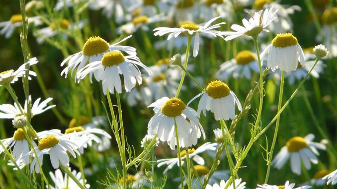 Fleurs de camomille allemande (Matricaria recutita) dans un champs. On aperçoit de nombreuses fleurs aux pétales blancs et au pistil jaune.