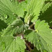 Cataire (nepeta cataria) en gros plan avec gouttes d'eau dessus.