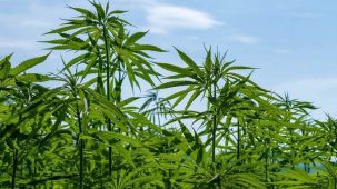 Plants de Cannabis Sativa riches en CBD. Les plantes sont vertes et on aperçoit le ciel bleu entre les feuilles