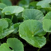 Zoom sur des feuilles vertes de centella asiatica (gotu kola)