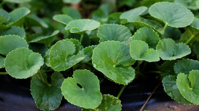 Feuilles vertes de centella asiatica (gotu kola)