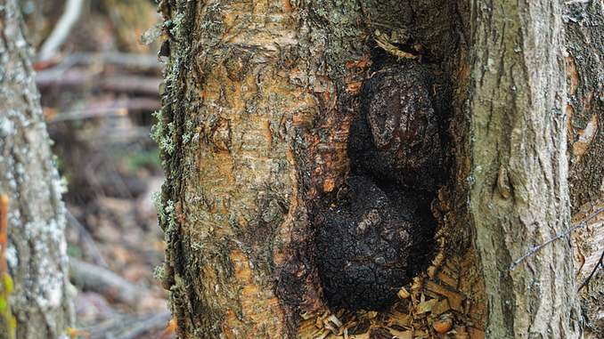 Champignon chaga sur un bouleau (son aspect est noir comme carbonisé)