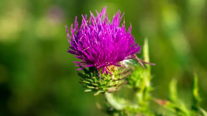 Plante chardon-marie en gros plan avec de la verdure en arrière plan. Plante épineuse à fleurs roses / violettes.