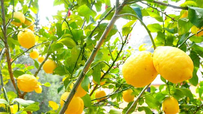 Citrons jaunes en gros plan dans un citronnier. Zoom sur les branches et les citrons au soleil.