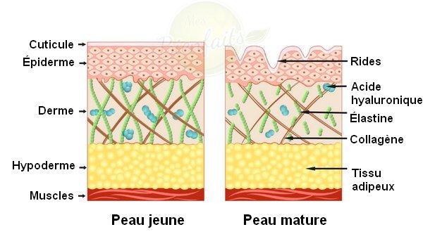 Collagène : schéma qui montre comment cette molécule se présente dans une peau jeune et dans une peau mature