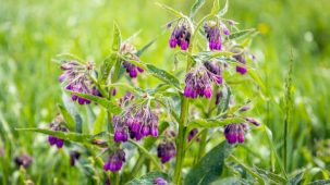 Fleurs de consoude violettes (Symphytum officinale)