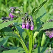 Fleurs de consoude violettes (Symphytum officinale.)