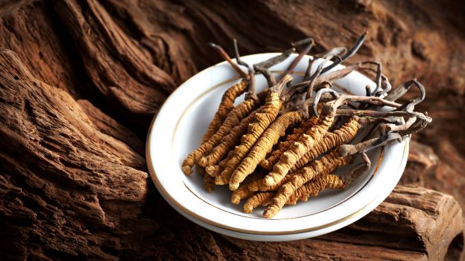 Cordyceps : plusieurs chenilles momifiées par le champignon cordyceps sinensis sont présentées dans une assiette blanche posée sur du bois.