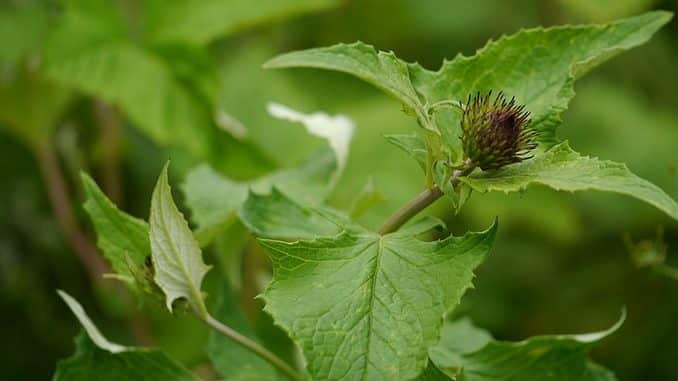 Le costus - Découvrez 26 vertus du costus avec Bienfait Naturel