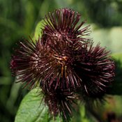 Zoom sur la fleur noire violette du costus indien