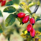 Fruits de cynorrhodon sur une branche de rosier sauvage. Les baies sont rouges et les feuilles vertes.