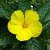 Fleur jaune de damiana (Turnera diffusa) éclose. On aperçoit ses feuilles vertes en arrière-plan.