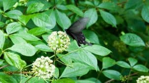 Fleurs d'eleuthérocoque sur laquelle se pose un papillon noir