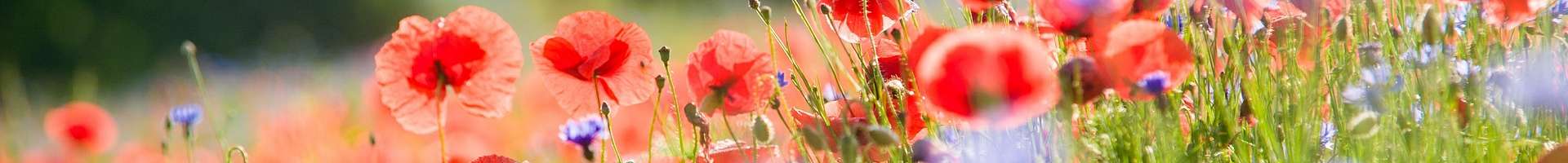 Des coquelicots et des bleuets dans un champs