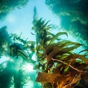 Foret de kelp sous-marine. On aperçoit de nombreuses algues sous l'océan.