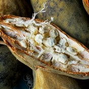 Graines de fruit du baobab. On aperçoit un fruit ouvert en deux riche en pulpe et graines.